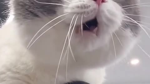 Funny cat