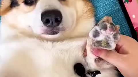 Funny video of a dog