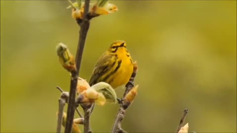 Vogel und ihre Gesang
