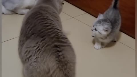 Funny Cat