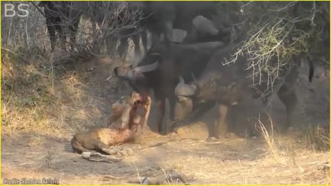 The Greatest Fights In The Animal Kingdom | Lion VS Buffalo