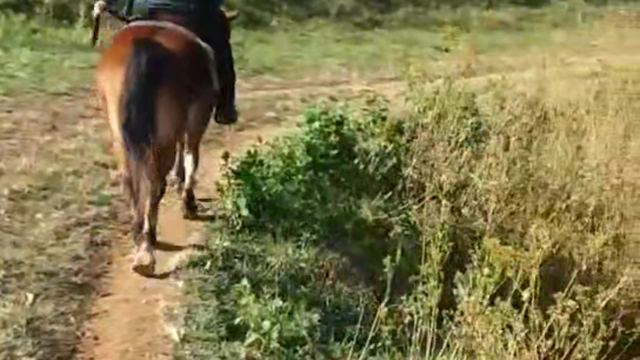 Horseback Riding in North Carolina