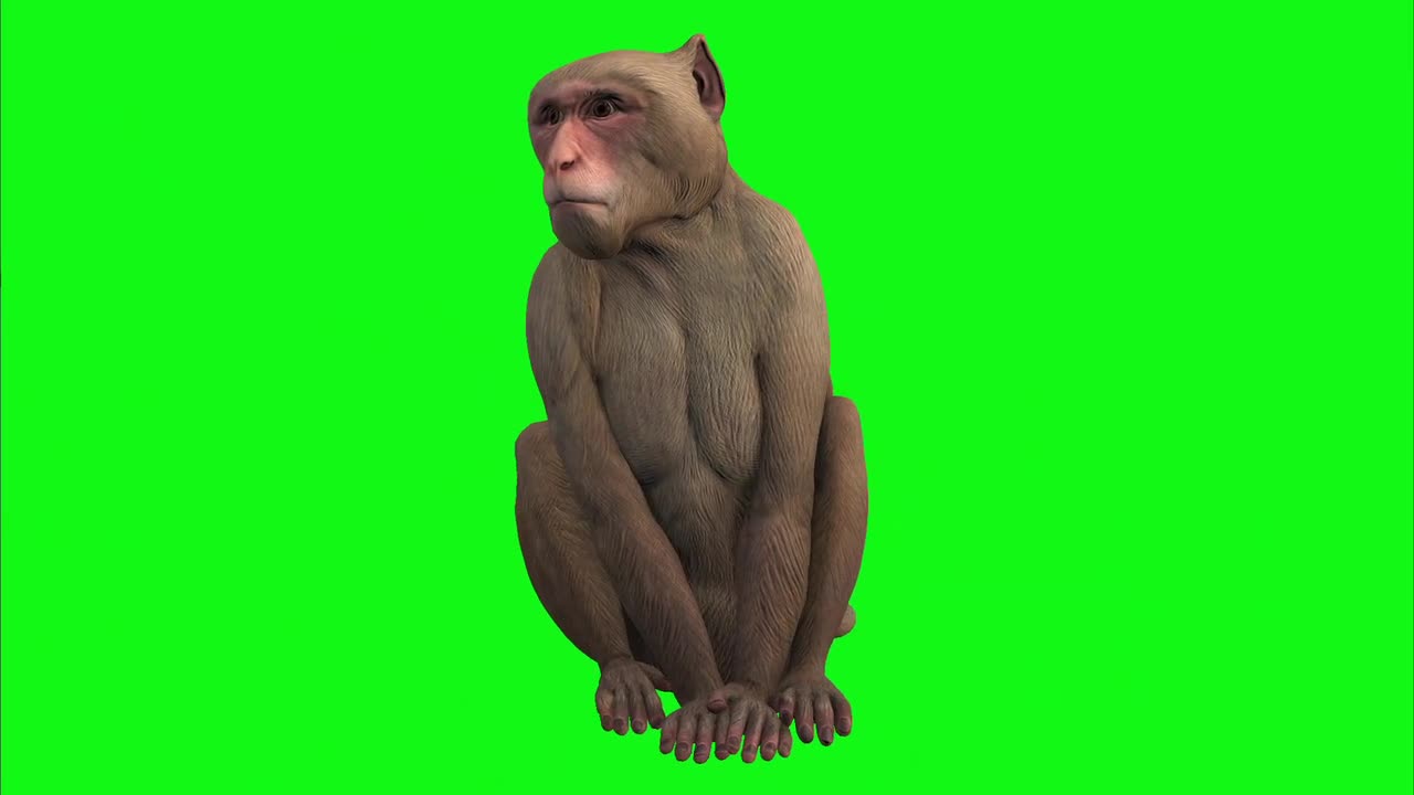 Monkey Baboon Animal Primate Mammal Isolated