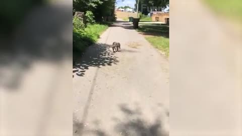 Funniest Animals 2022 - Cute Dogs And Cats Videos
