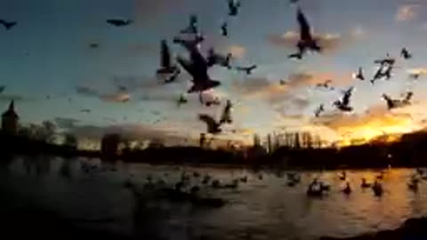 Sunset video