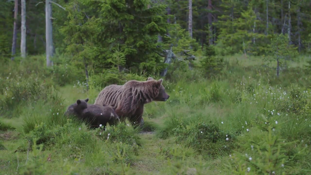 Möte med björnhonan och hennes ungar