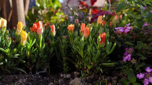 Our Mom's Mini Flower Garden