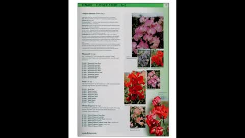 Flower Breeding 1 The Benary Family