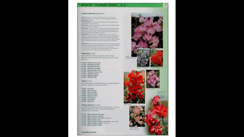 Flower Breeding 1 The Benary Family