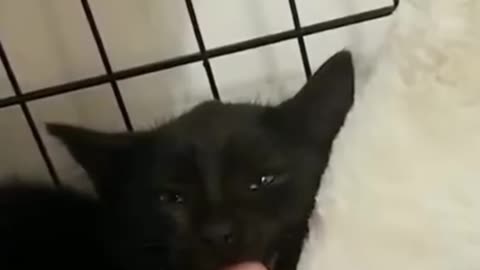 "The Funniest Animal Moments Caught on Camera"
