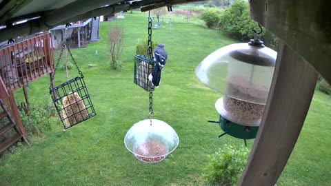 BlueJay in the Rain