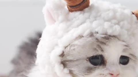 It's cute to put on a sheep's hat