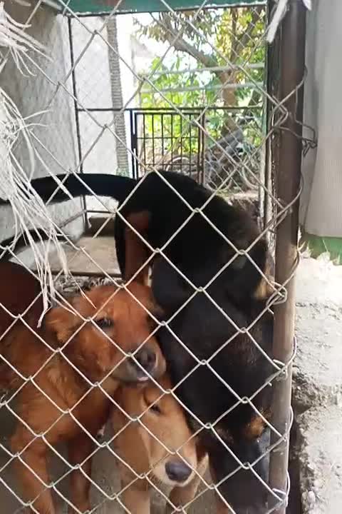 Dog crying 😭 2021