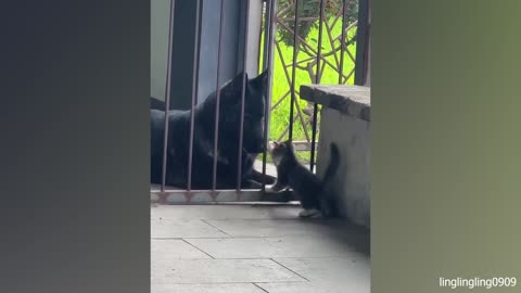 -Cat Comedy Central_ The Ultimate Funny Cat Video