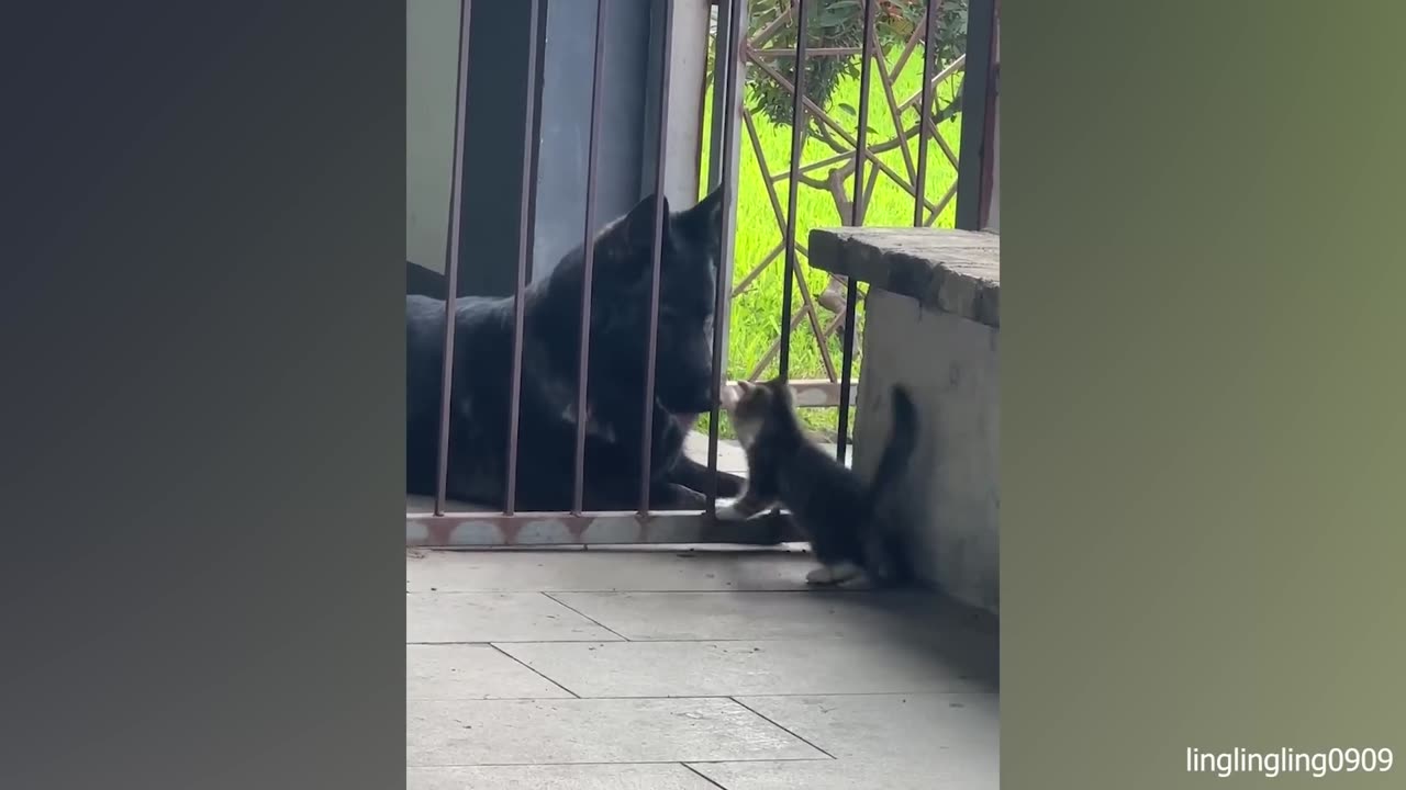 -Cat Comedy Central_ The Ultimate Funny Cat Video