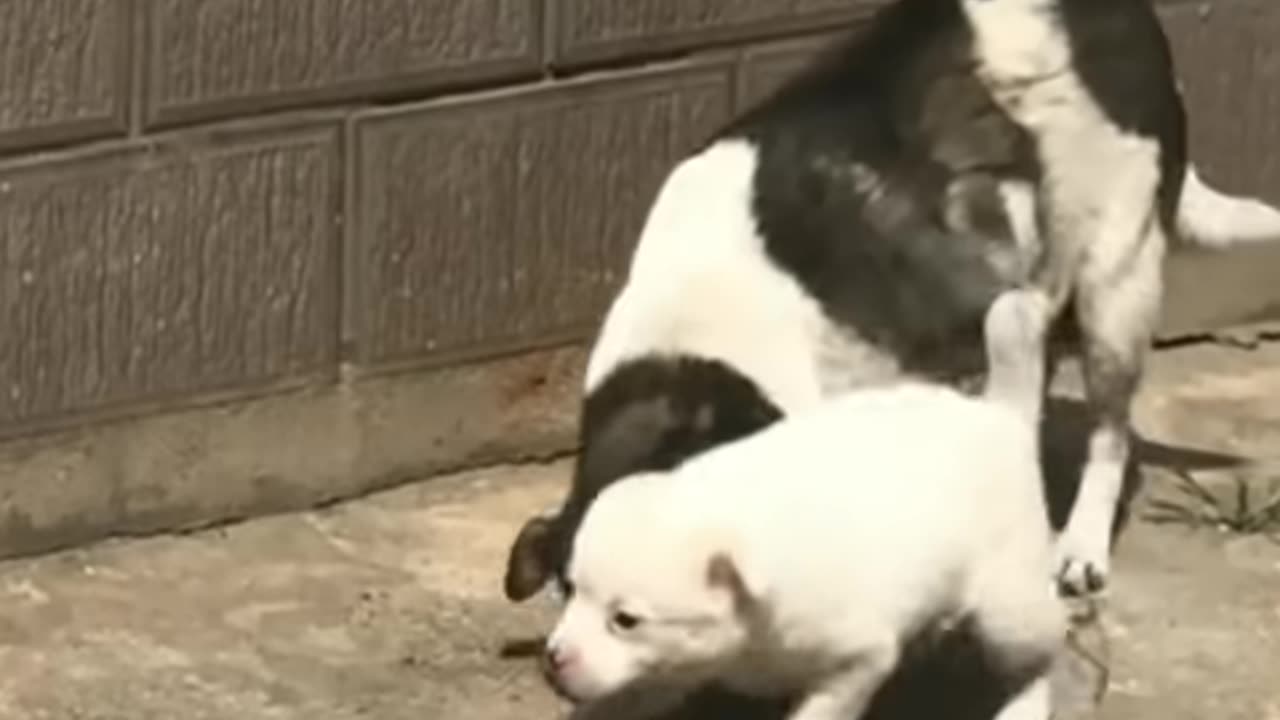 FUNNY CATS, DOGS 🐱🐶 and other CUTE ANIMALS🐾 Funniest Animal Videos 2023