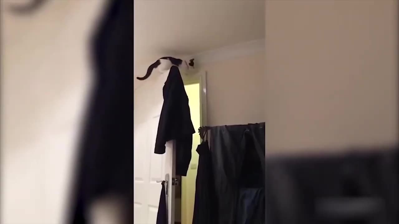 🙉 Funny Cats and Animals Videos 🤩 TRY Not to Laugh!