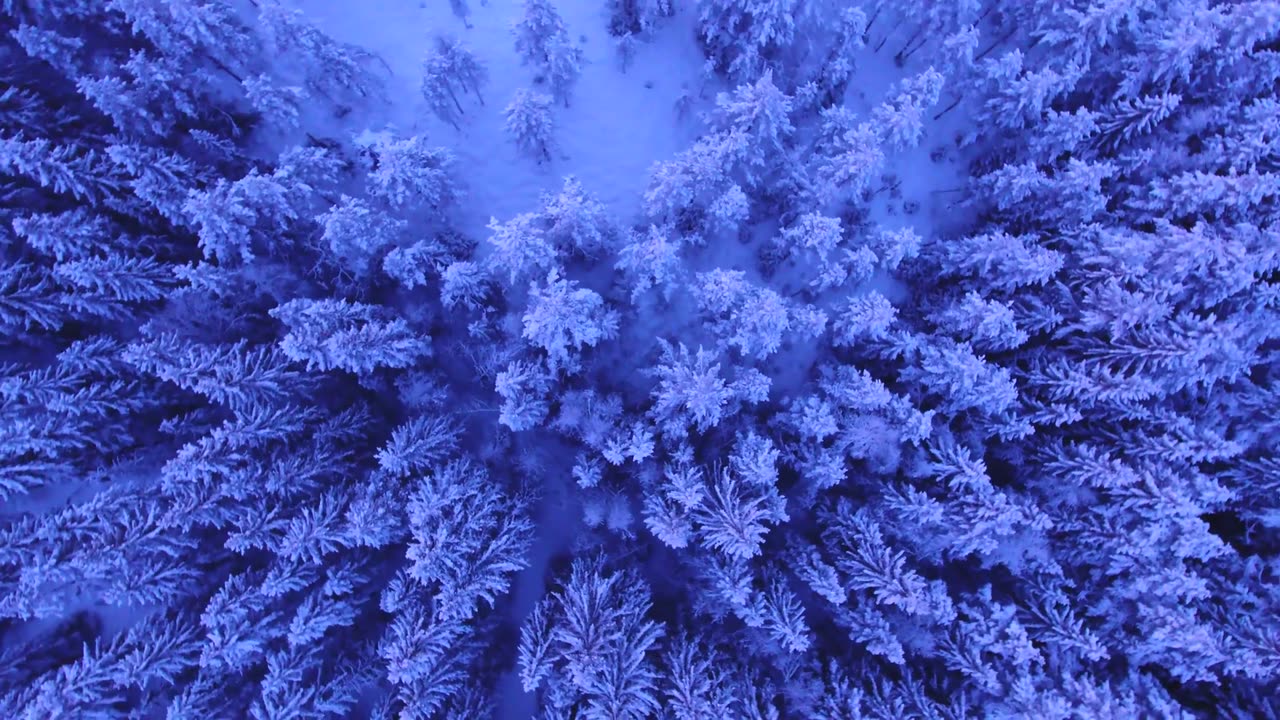 Snowy Trees Lovely View of Nature || Bht Khubsurat Manzar
