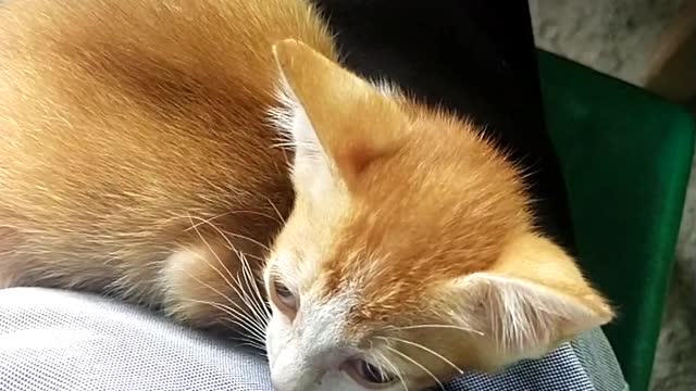 kittens meowing, kittens, cute kittens, kittens meowing kittens meowing mother cats meowing,