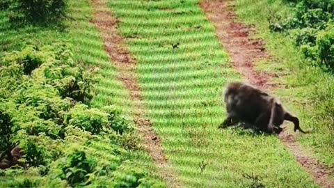 African wildlife animal husbandry