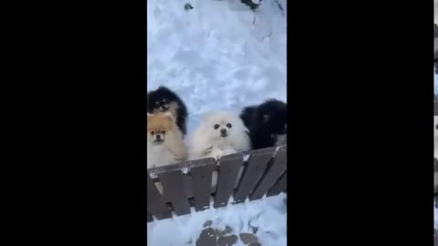 Funny Cute Purbabies