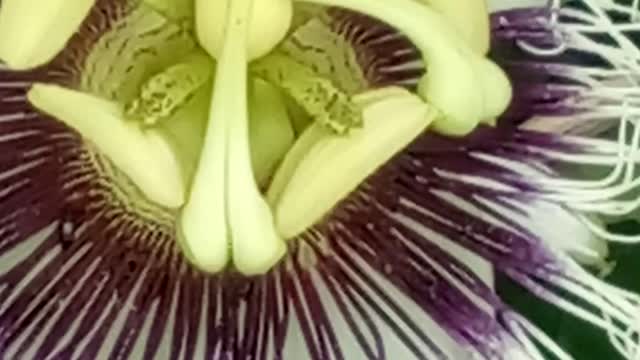 passion flower and the bee(Flor de maracujá e a abelha