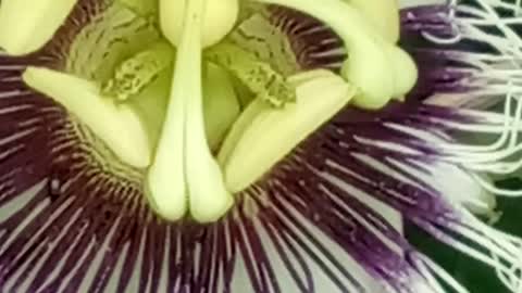passion flower and the bee(Flor de maracujá e a abelha