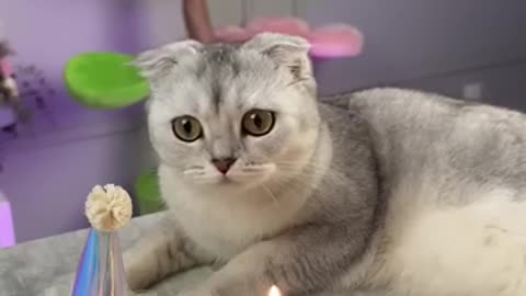 Great Dane admires cat's epic Easter bunny costume. FUNNY MOMENTS 😁