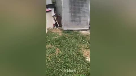 Laugh a Lot With The Funny Moments Of Monkeys