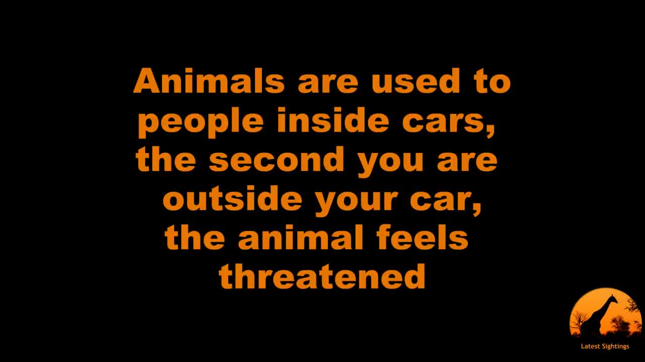 Lion Shows Tourists Why You Must Stay