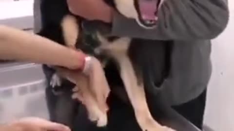 Funny dog