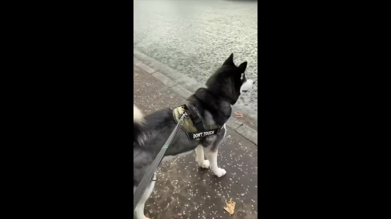 Huskies Gone Wild