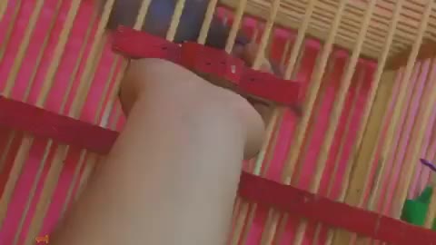 cute Bulbul bird