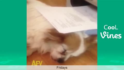 Funny cat and dog vines new arrivals