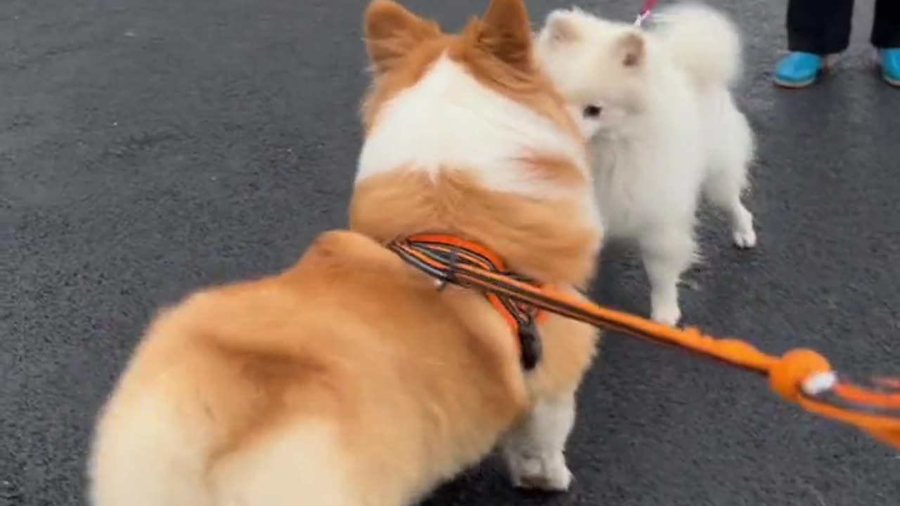 A flirting dog on road 🐕