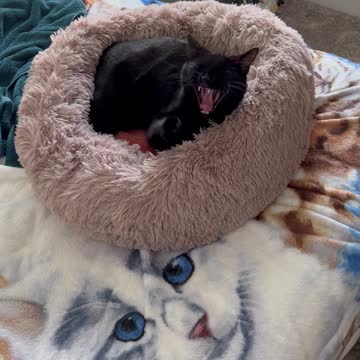 New Cat Finds Her Bed for the First Time #shorts