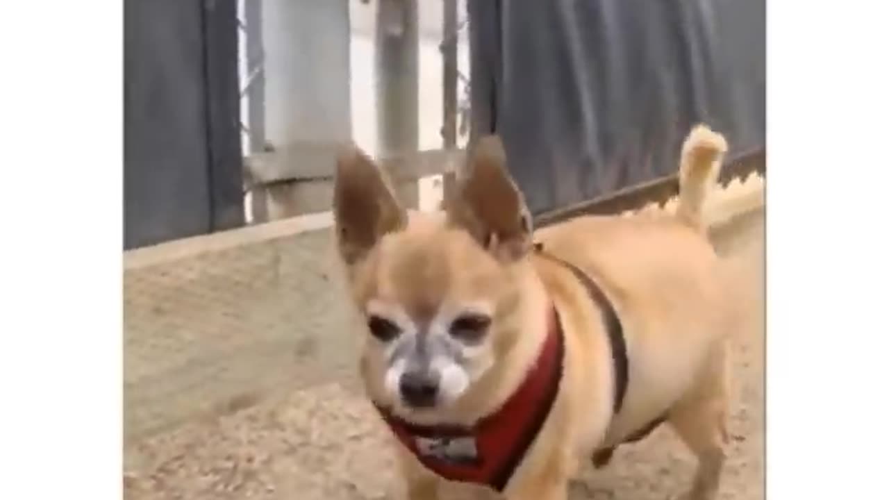Most Funny Dogs and Cats Videos| Funny Dogs Videos 2023 2023