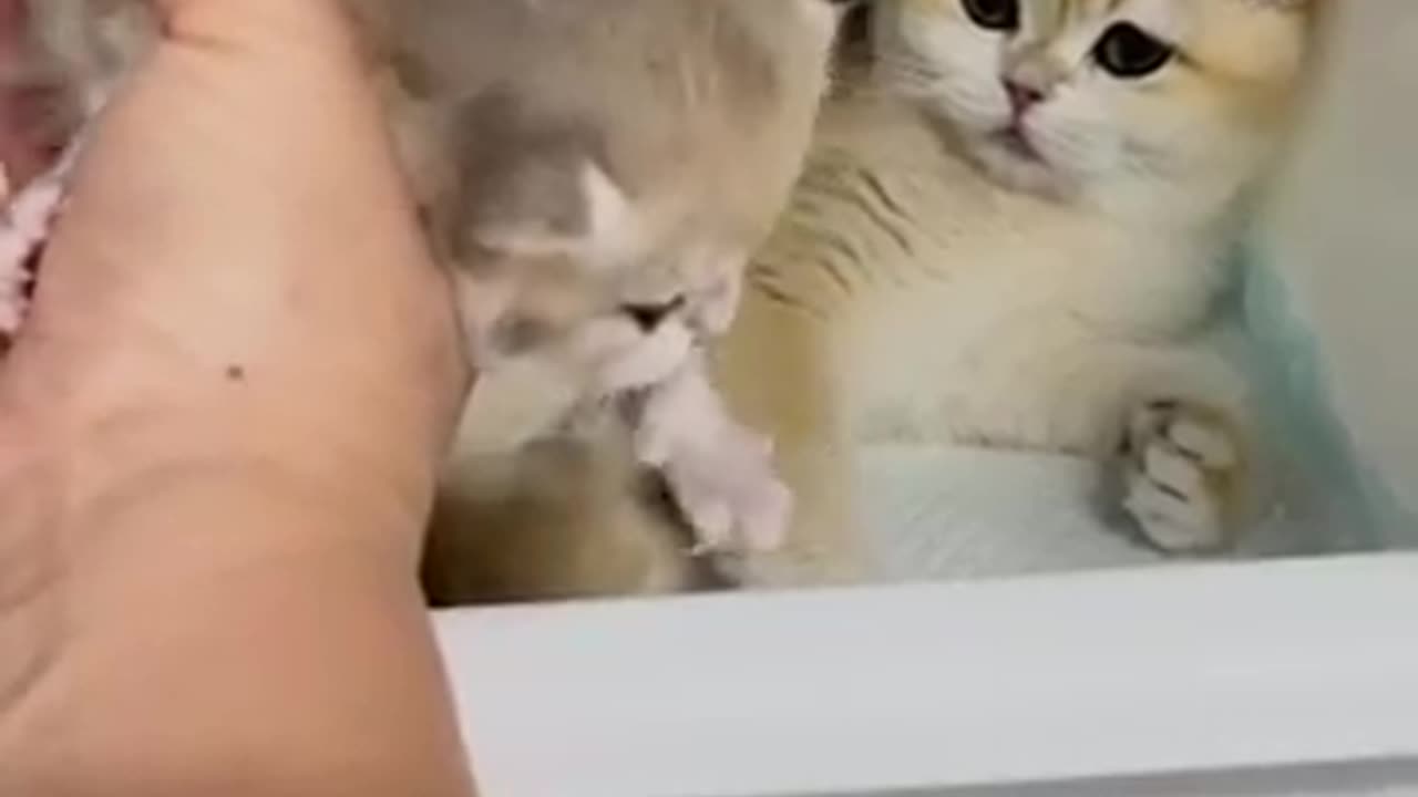 Mother Cat's Intense Gaze Witnessing Love