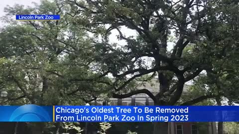 Tree that predates founding of Chicago soon to come down at Lincoln Park Zoo