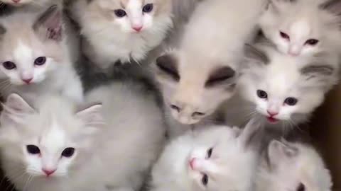 Cute cat beby