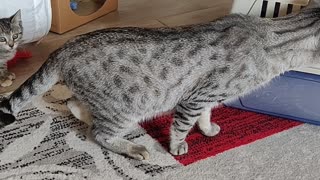 Cat's First Meeting Doesn't Go As Planned