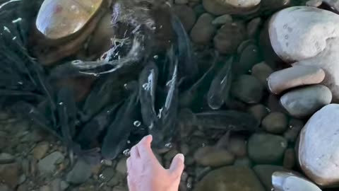 Men Catching Beautiful Fish 2025