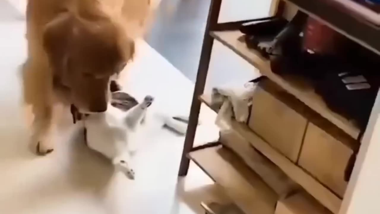 Amazing friendship: the amazing duo of a cat and a dog!