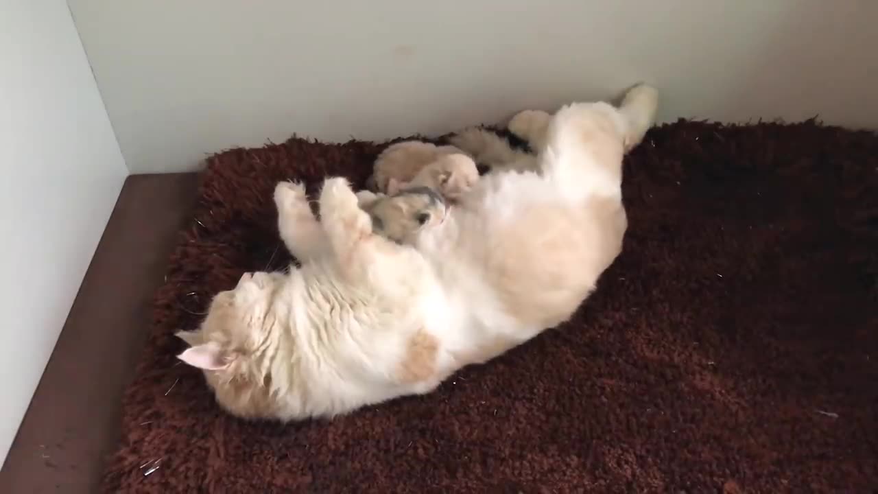 Cat Giving Birth- Cat Gives Birth To 6 Kittens