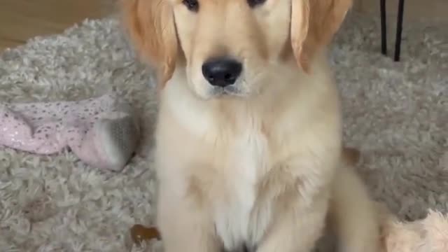 Funny Animals Videos2022 🤣🐶 😻-Funniest Cats And Dogs Video Subscribe Channel