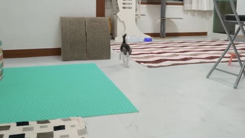 The Rescued Kitten Cries Louder Than the Big Cat to Eat Food │ Episode.36
