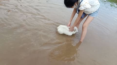 Puppies get to play for the first time | Puppies are not afraid of water | Super cute