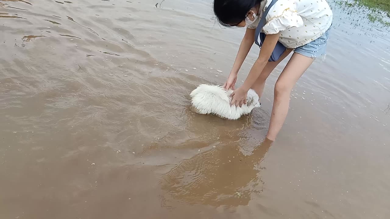 Puppies get to play for the first time | Puppies are not afraid of water | Super cute