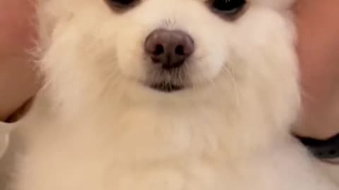 Interact with Your Little Doggy!