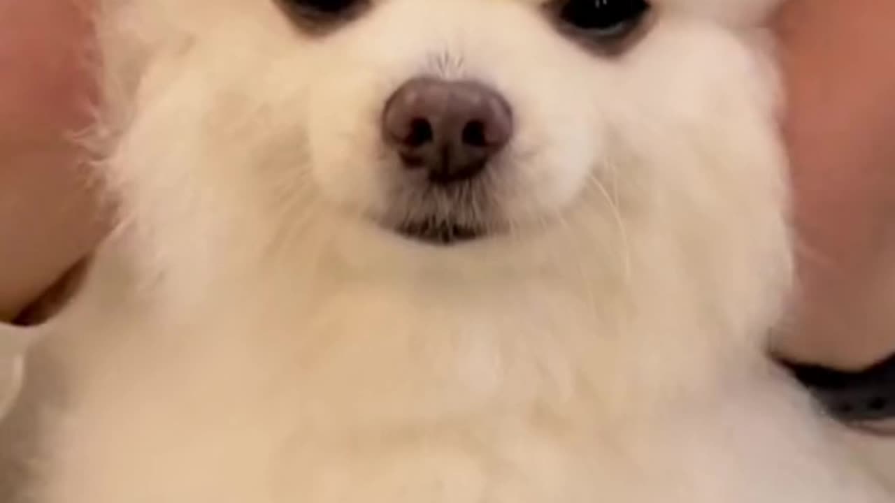 Interact with Your Little Doggy!